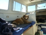 Teddy getting used to boating