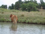 Cow saluting CDorys1