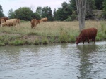 Cows in Canal1