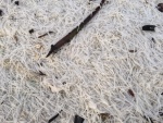 Florida snow. Have never run across this fluff. Think it may be worm casings.