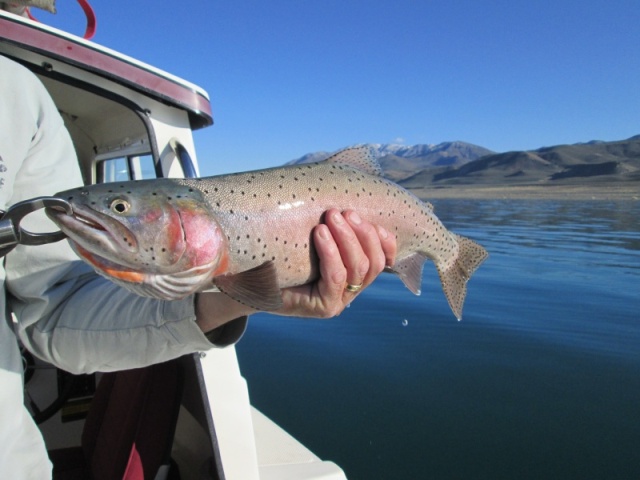 An average size cut-throat at Pyramid Lake. 