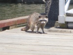 A Canadian bandito in Conover Cove