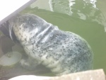 He kept trying to suckle on the boat