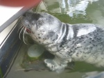 Baby Harbor Seal trying to nurse on Plan 