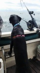 Penny watching the rods