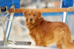 Islander050
This dog was on the boat across from me