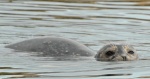 Islander140
Harbor Seal