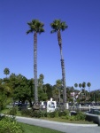 Santa Barbara palm trees for TyBoo