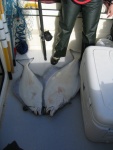 Beth limits on Cook Inlet halibut with one haul