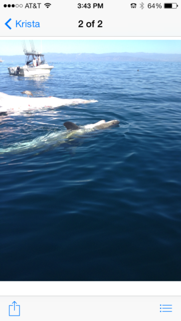 Great White Eating a Whale in the Catalina Santa Cruz Island Area