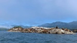 Sea Lion colony (Ashdown Island)