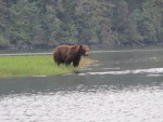 Khutze Inlet Grizzly