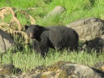 Giltoyees Inlet Black Bear