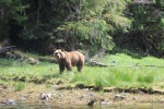 Grizzly Bear in Khutze Inlet