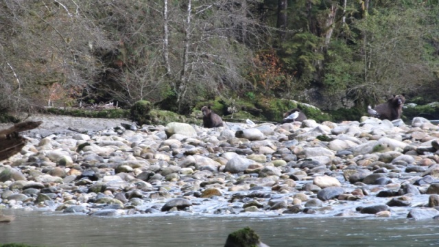 Grizzlies fishing