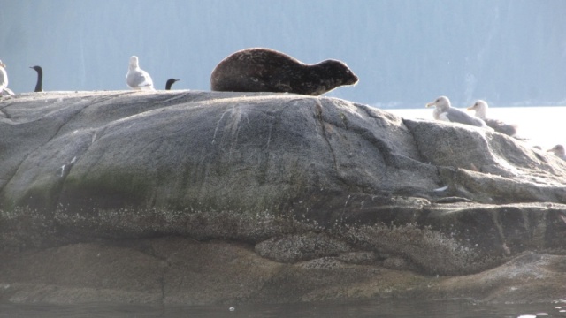 Sea lion haul-out in Douglas Channel