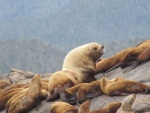 Sea Lion Colony, Ashdown Island (Campania Sound)