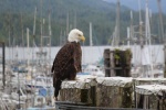 Eagle at Rushbrook Floats (Prince Rupert)
