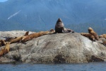 Sea Lion colony (Ashdown Island)