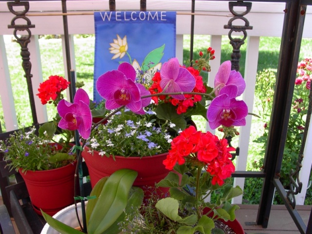 (Sea Wolf) Flowers from my wife, Cathy, the Gardner