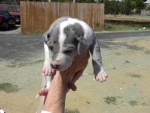 (Sea Wolf) Misty (Great Dane) at 5 weeks.