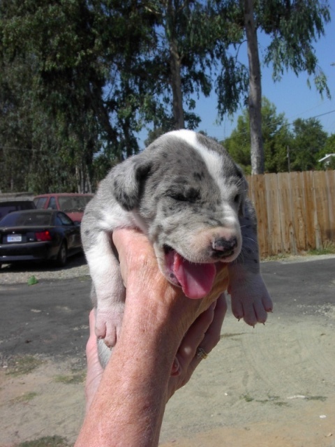 Misty (Great Dane) at 5. weeks