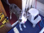 Misty on the Dri-Deck and carpet