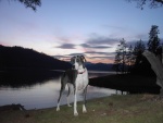 My dog, my lake, and my boat (not pictured).  Life is good!