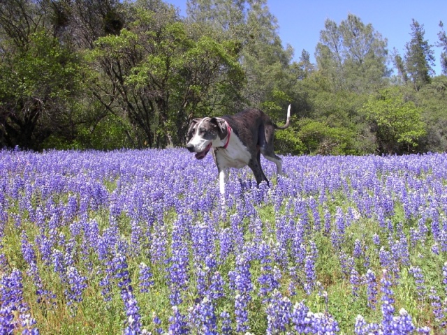 Misty in the Lupine flowers.