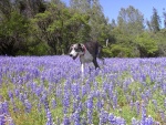 Misty in the Lupine flowers.
