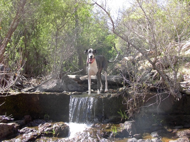 Our Great Dane, Misty, playing in the stream's waterfall. 