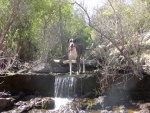 Our Great Dane, Misty, playing in the stream's waterfall. 