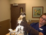 My rescued Osprey at the Vet\'s for a check out!