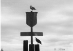 (R/J): Our constant companions for the weekend.  It appeared that the younger gull was being weaned from the nest; not a happy camper cause he wasn't getting fed!