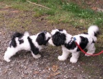 Sophie Gives Baxter a Kiss at Sequim 9-30-06