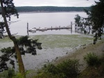 This is at a Minus 2-3 low tide.  About 4 feet under the keel on the inside of the dock.  Hard to see here but there are several stakes just this side of the water line. Safe operating space, 40-50 feet or so, shoreside of the dock.