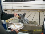 Jack gets the BBQ\'d fish skin for dinner