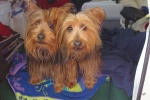 Our Aussie Terriers Bunker and Divot