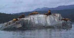 Sea lions10.jpg
