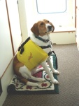 C-dog Samantha in PFD (pooch flotation device)