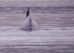 2016-07-24 Across from Scarlet Island Lighthouse, N Vancouver Is.  Humpback just passed under me, at anchor, 25 feet.