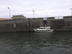 Cat Claw in the Lower Monumental Lock