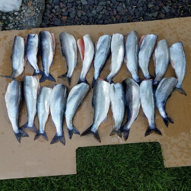 Kokanee