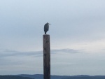 Great blue heron.