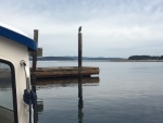 Great blue heron looking north, past Sidney Spit.