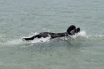 Our Portuguese Water Dog in her element