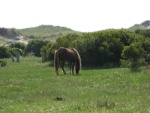 A Shackleford Banks Pony