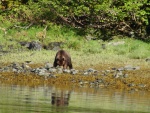 bear along boat while have morning coffee anchored in Red Bluff Bay in 