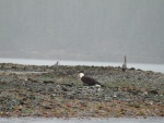 eagle & heron on tidal flats off Lisianski strait dock 