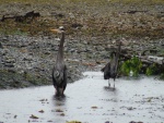 Blue Heron pair Lisianski Strait tidal flats